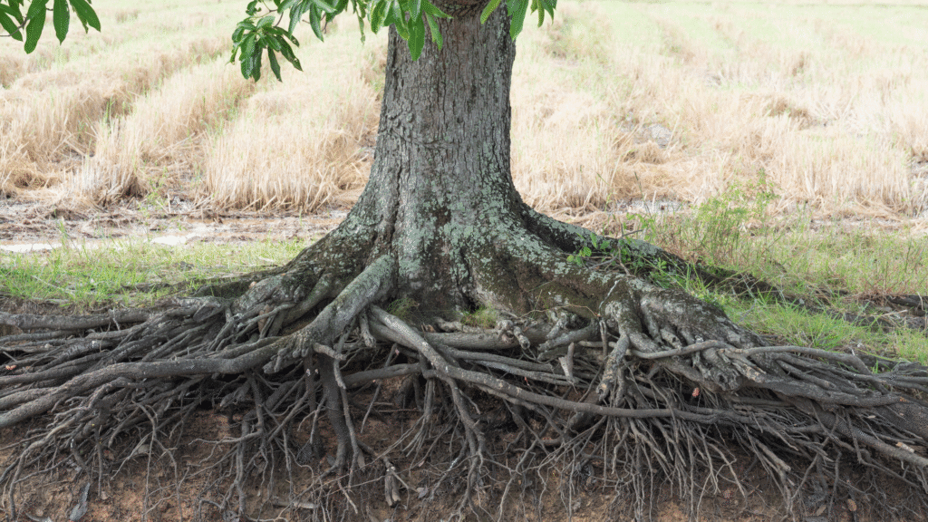 5 Signs That Tree Roots Are Damaging Your Sewer Line